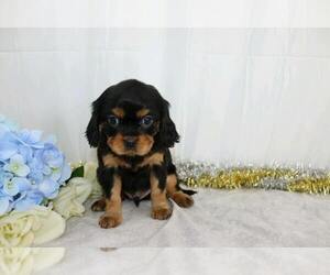 Cavalier King Charles Spaniel Puppy for sale in FREDERICKSBG, OH, USA