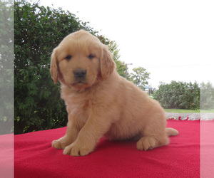 Golden Retriever Puppy for sale in SHILOH, OH, USA