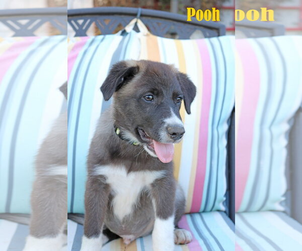 Medium Photo #6 Collie-Labrador Retriever Mix Puppy For Sale in Wakefield, RI, USA