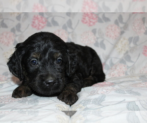 Goldendoodle (Miniature) Puppy for sale in BLOOMINGTON, IN, USA