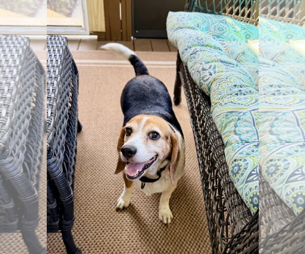 Medium Photo #5 Beagle Puppy For Sale in Arlington, VA, USA