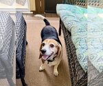 Small #4 Beagle