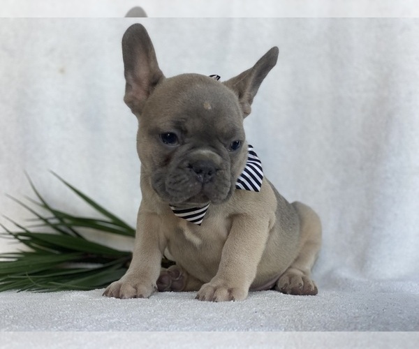 Medium Photo #2 French Bulldog Puppy For Sale in EAST EARL, PA, USA
