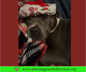 Sara - Female American Pit Bull Terrier-Unknown Mix Dog for Adoption - Photo #8