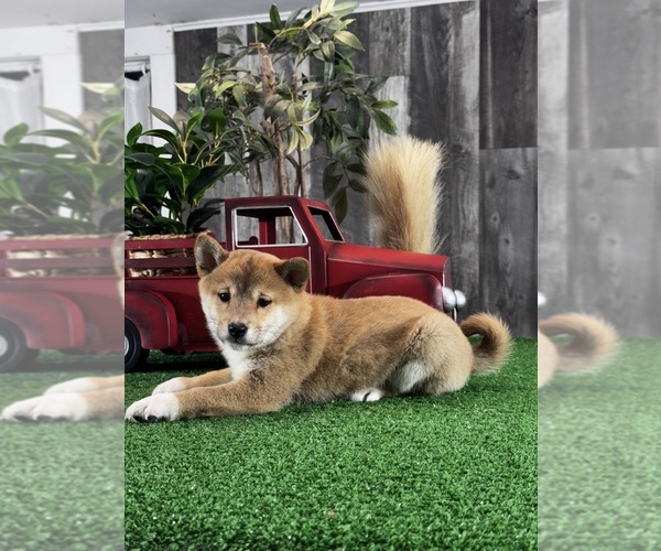 Medium Photo #2 Shiba Inu Puppy For Sale in CANOGA, NY, USA