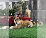 Small #1 Shiba Inu
