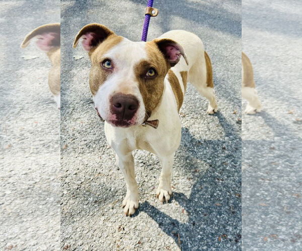 Medium Photo #4 Mutt Puppy For Sale in Clarkesville, GA, USA