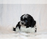 Small #8 ShihPoo