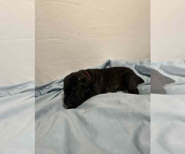 Medium Photo #2 Cane Corso Puppy For Sale in CAMBY, IN, USA