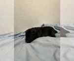 Small #1 Cane Corso