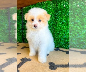 Pomeranian-Poodle (Toy) Mix Puppy for Sale in NOVI, Michigan USA