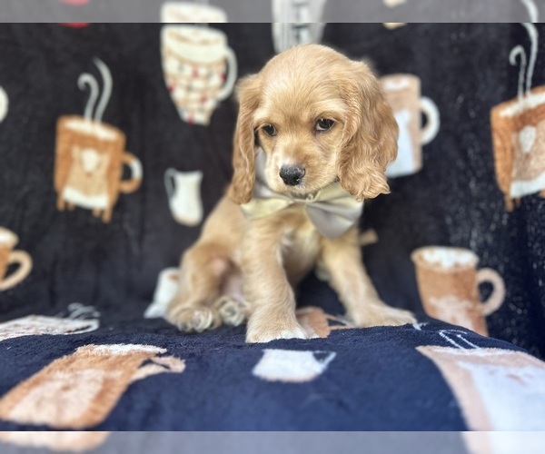 Medium Photo #3 Cocker Spaniel Puppy For Sale in LAKELAND, FL, USA