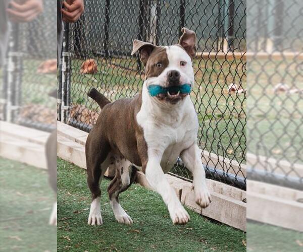 Medium Photo #1 Mutt Puppy For Sale in Fremont, CA, USA