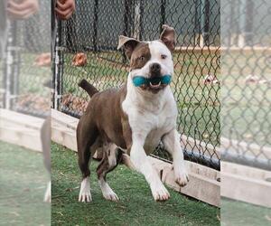 Mutt Dogs for adoption in Fremont, CA, USA