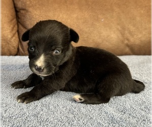 Doberman Pinscher Puppy for sale in TEXARKANA, AR, USA