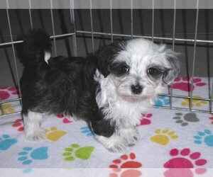 Maltese-Poodle (Toy) Mix Puppy for sale in ORO VALLEY, AZ, USA