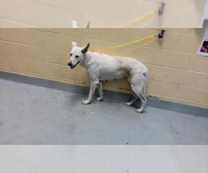 German Shepherd Dog-Unknown Mix Dogs for adoption in Tulsa, OK, USA