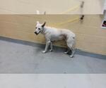 Small German Shepherd Dog Mix