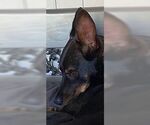 Small Australian Kelpie Mix