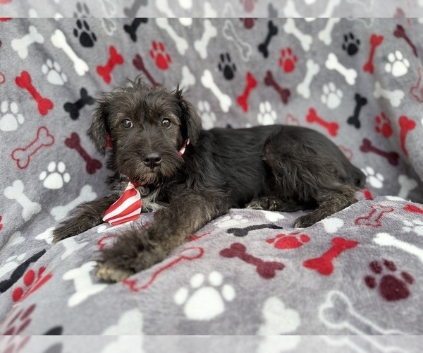 Medium Photo #8 Schnauzer (Miniature) Puppy For Sale in LAKELAND, FL, USA