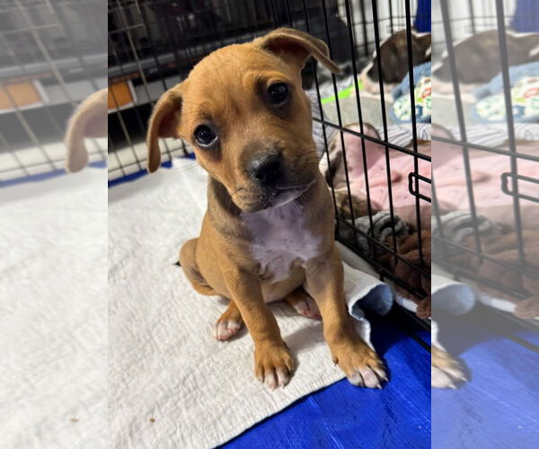 Medium Photo #2 Bullboxer Pit Puppy For Sale in Sanford, FL, USA