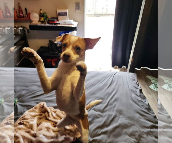 Medium Photo #5 Chihuahua-Unknown Mix Puppy For Sale in Visalia, CA, USA