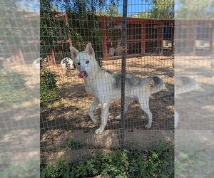 Diesel - (Courtesy Post) Adopt Me! - Male German Shepherd Dog-Unknown Mix Dog for Adoption - Photo #2