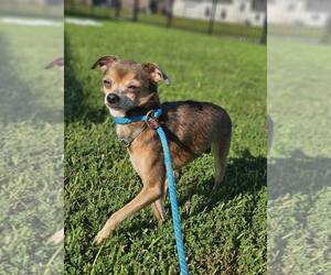 Chihuahua-Unknown Mix Dogs for adoption in Abbeville, LA, USA
