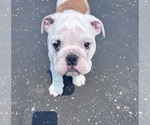 Small #5 Bulldog