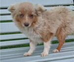 Small Miniature Australian Shepherd