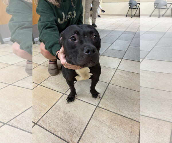 Medium Photo #1 American Staffordshire Terrier-Unknown Mix Puppy For Sale in Virginia Beach, VA, USA