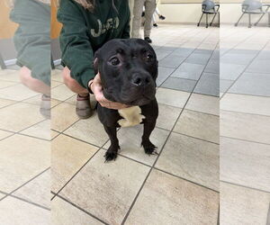 American Staffordshire Terrier-Unknown Mix Dogs for adoption in Virginia Beach, VA, USA
