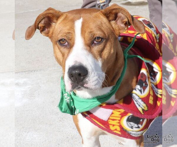 Medium Photo #4 Boxador Puppy For Sale in Washington, DC, USA
