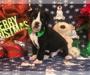 Boxer Puppy for sale in CLAY, PA, USA