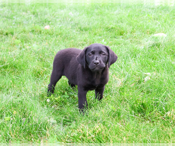 Medium Photo #9 Labrador Retriever Puppy For Sale in SYRACUSE, IN, USA