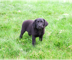 Small #8 Labrador Retriever