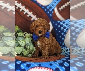 Poodle (Miniature) Puppy for sale in NOTTINGHAM, PA, USA