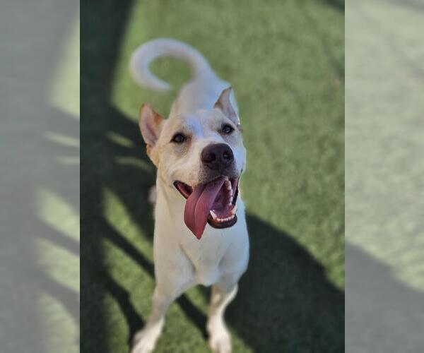 Medium Photo #22 Mutt Puppy For Sale in Rockwall, TX, USA