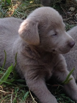 View Ad: Labrador Retriever Litter of Puppies for Sale ...