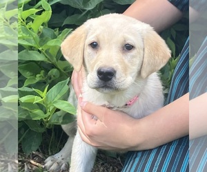 Labrador Retriever Puppy for sale in AUGUSTA, WI, USA
