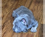 Small #1 French Bulldog