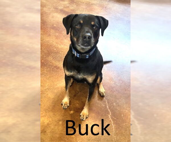 Medium Photo #6 Black Mouth Cur-Rottweiler Mix Puppy For Sale in Mountain View, AR, USA