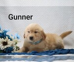 Litter of 4 - Male Golden RetrieverLitter of Puppies for Sale - Photo #10