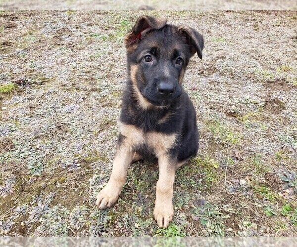 Medium Photo #6 German Shepherd Dog Puppy For Sale in PLYMOUTH, NH, USA