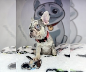 French Bulldog Puppy for sale in BROOKLYN, NY, USA