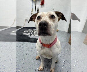 Anna - Female American Staffordshire Terrier-Unknown Mix Dog for Adoption - Photo #3