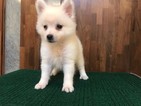 Small Photo #5 Japanese Spitz Puppy For Sale in SAN FRANCISCO, CA, USA