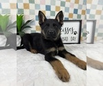 Small #3 German Shepherd Dog