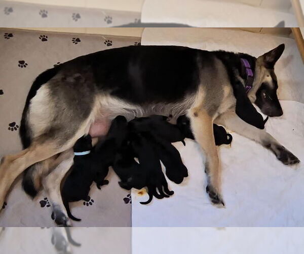 Medium Photo #8 German Shepherd Dog Puppy For Sale in Kansas City, MO, USA