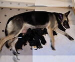 Small #7 German Shepherd Dog
